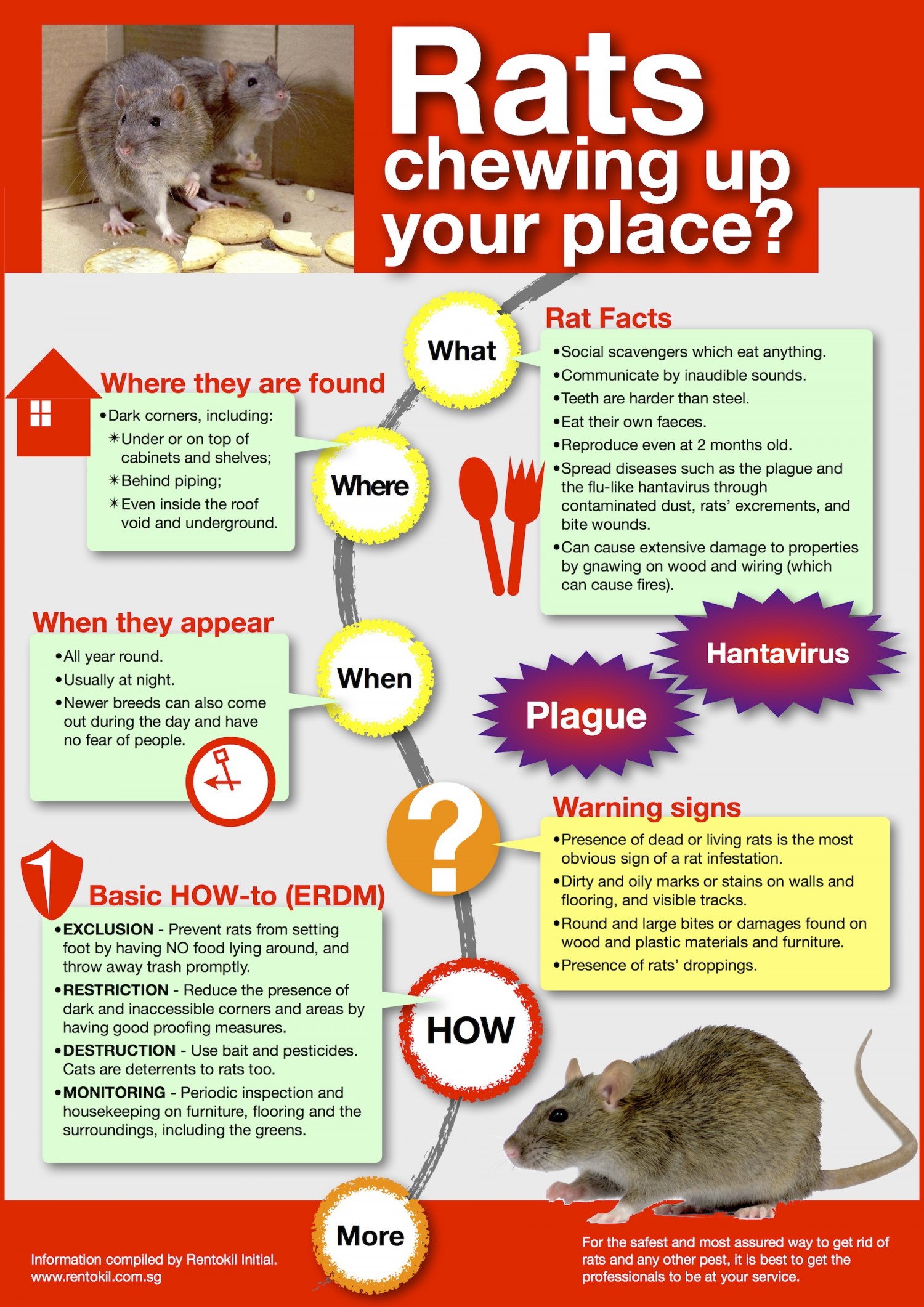 rat control manchester infographic