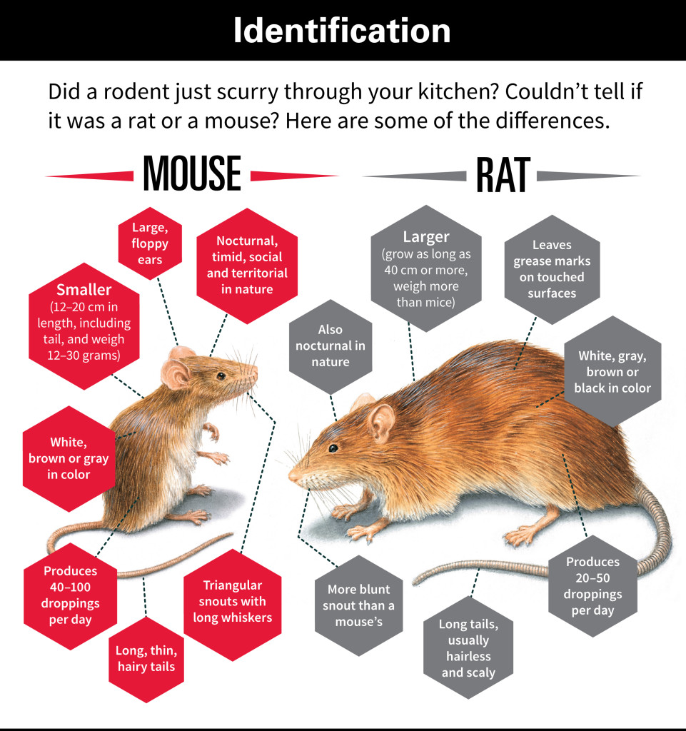 identifying rats control manchester