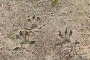 rat-footprints-manchester